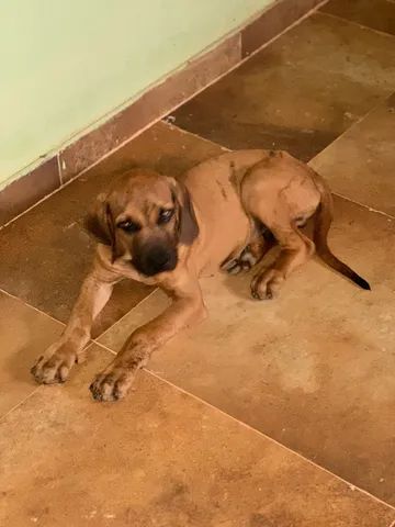 Fila brasileiro puro  +20 anúncios na OLX Brasil