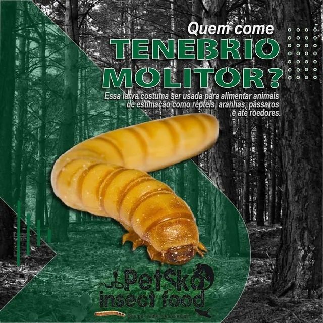 tenebrio molitor - Foto 4