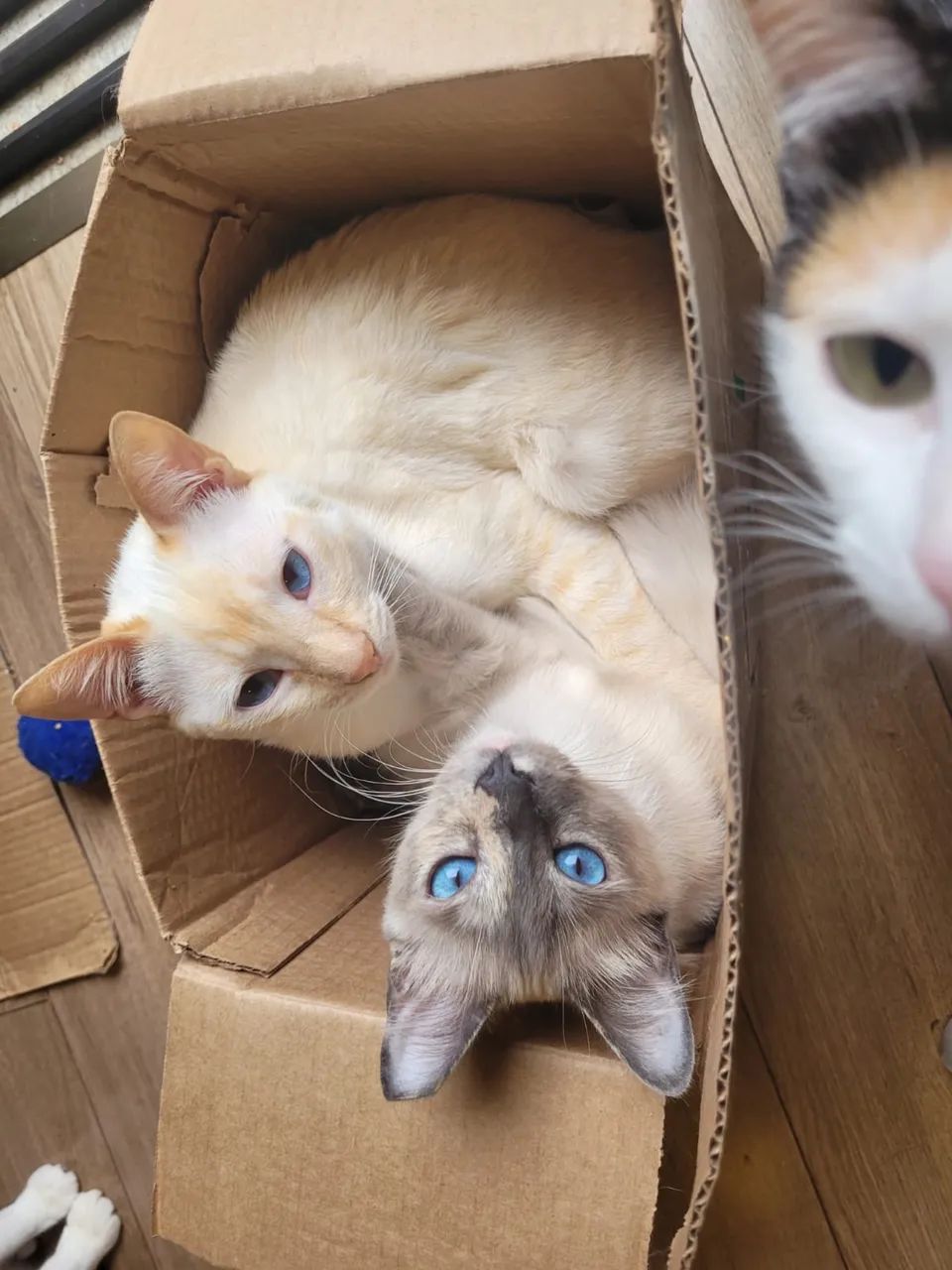 Gatos para adoção - São Paulo Zona Norte - Castrados e Vacinados - Foto 6