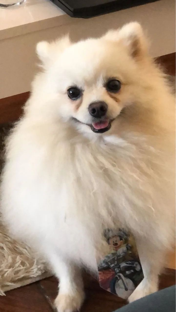 Pomerania macho pra cruzar