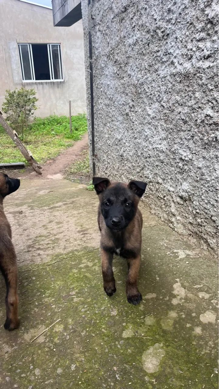 Filhote de Pastor Belga Malinois - Foto 2