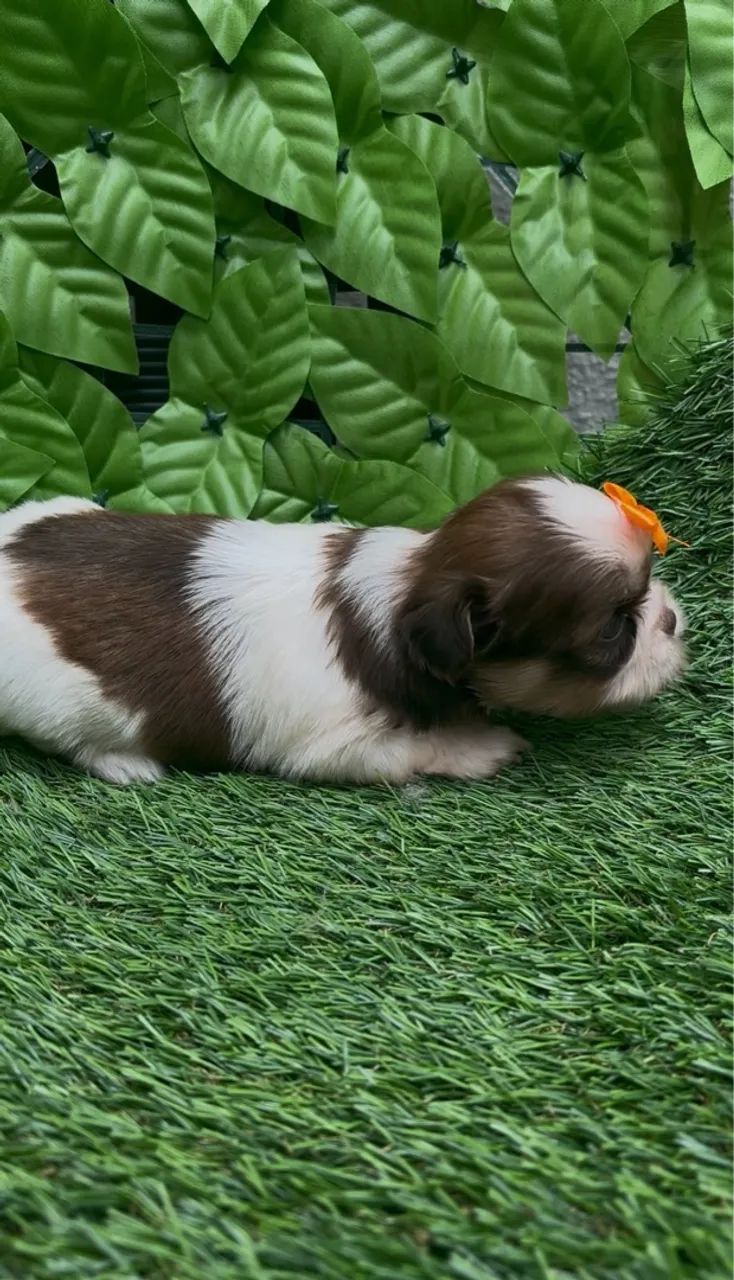 Linda fêmea branca/laranja Shih-tzu - Foto 4