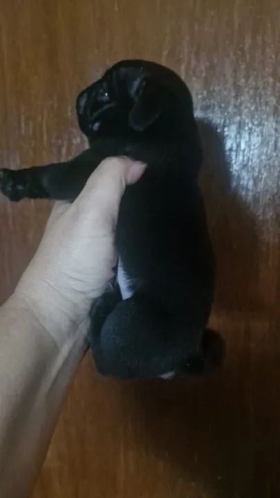 Filhote Pug Preto fêmea  - Foto 3