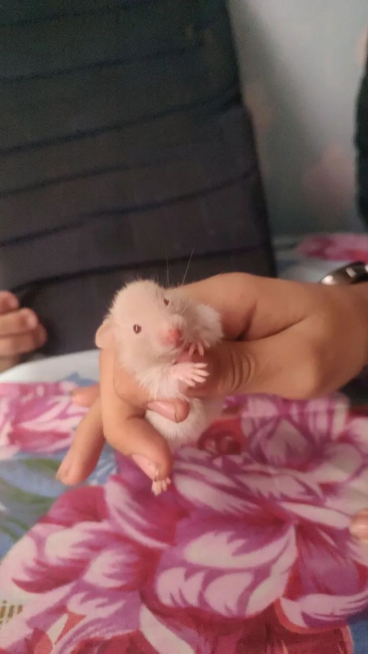 Hamster bebê 