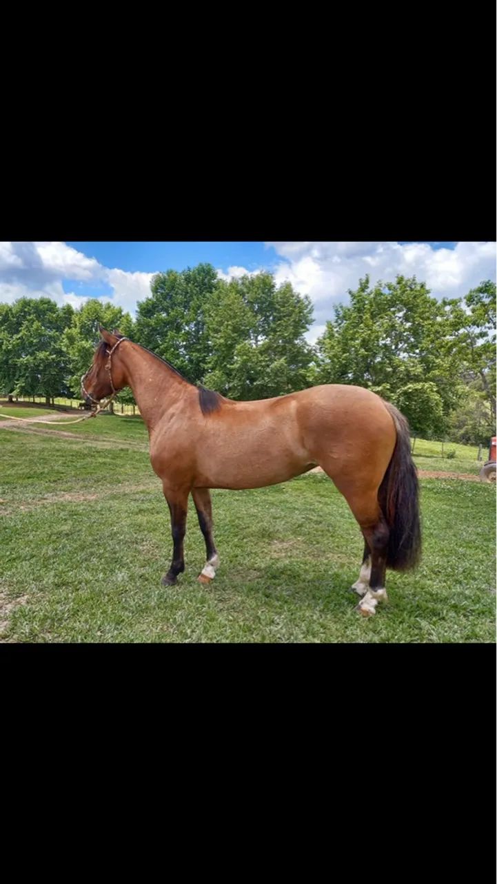 Égua crioula apta pra qual quer prova da raça!!!