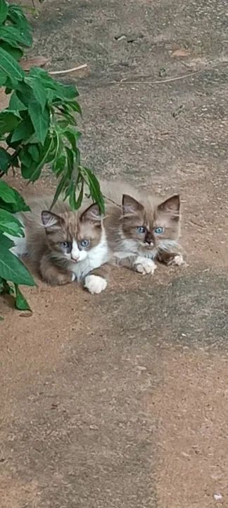 Ragdoll Brown machos