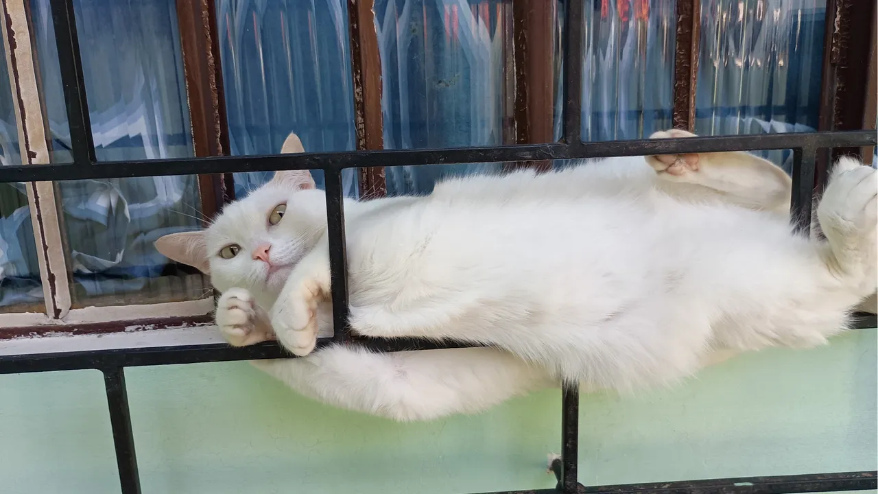 Gatinho branco fofo e relaxado