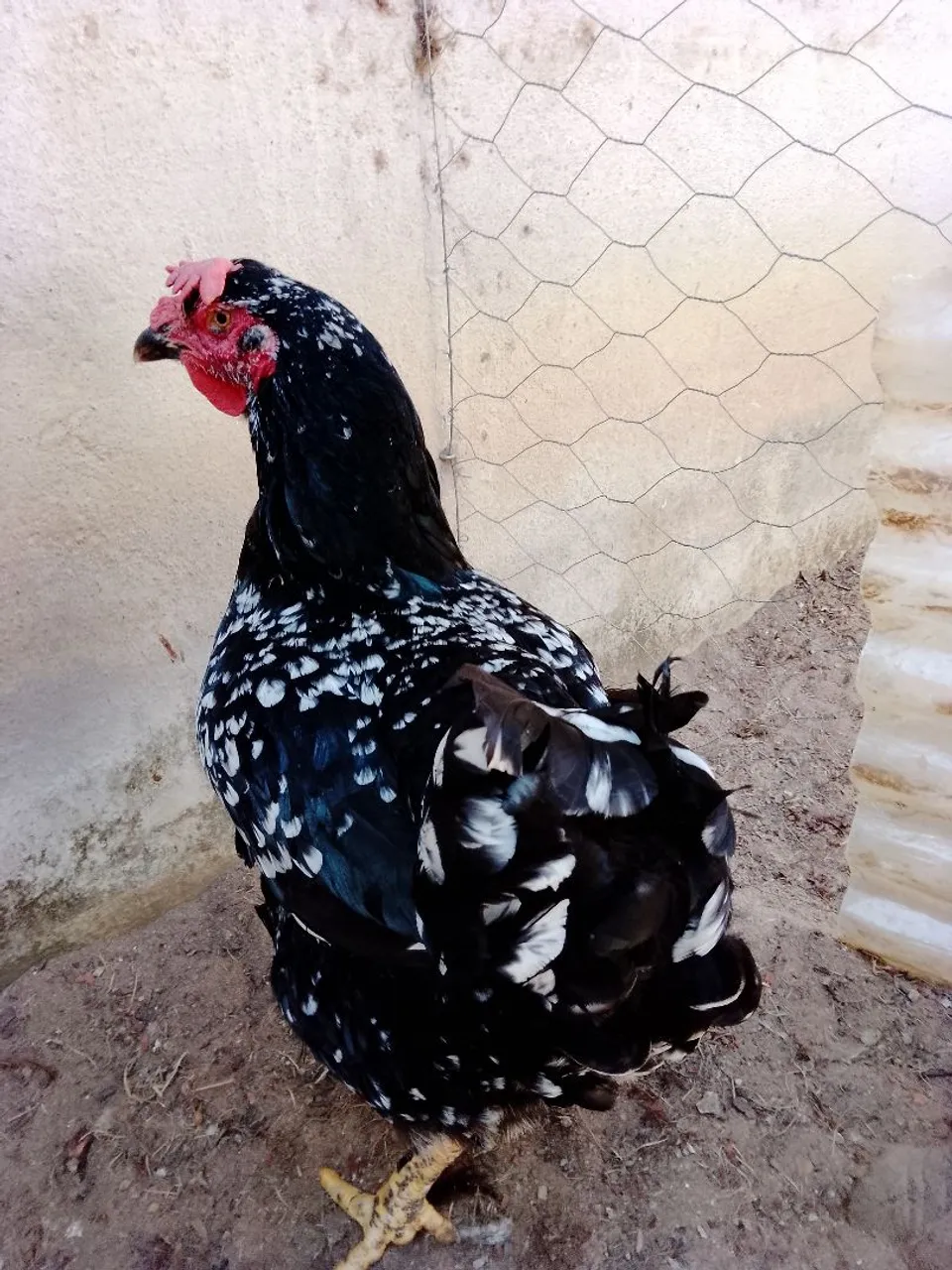 Ovos de Galinha balão GSB