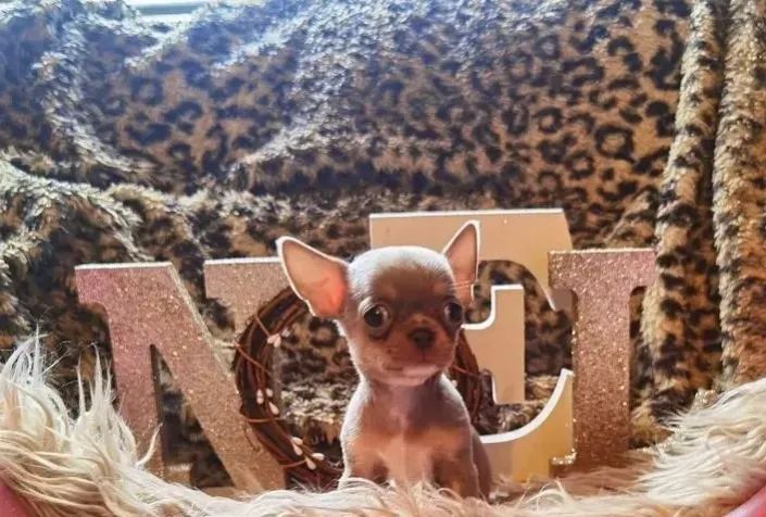 Chihuahua Macho Dourado: Um Companheiro Único e Especial!