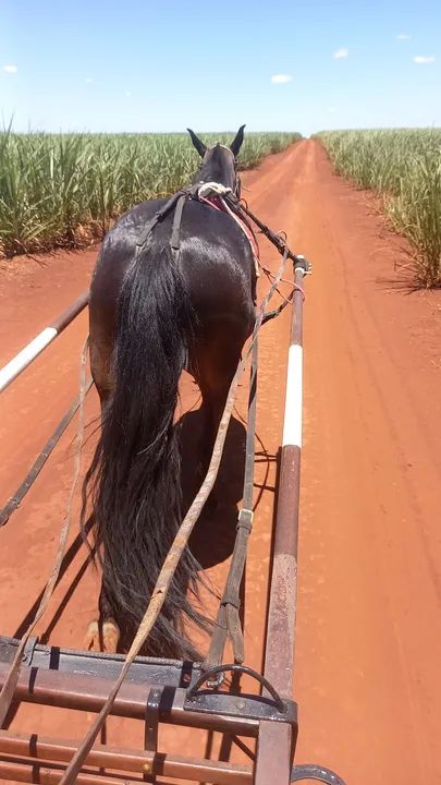 Egua top de charrete  - Foto 4