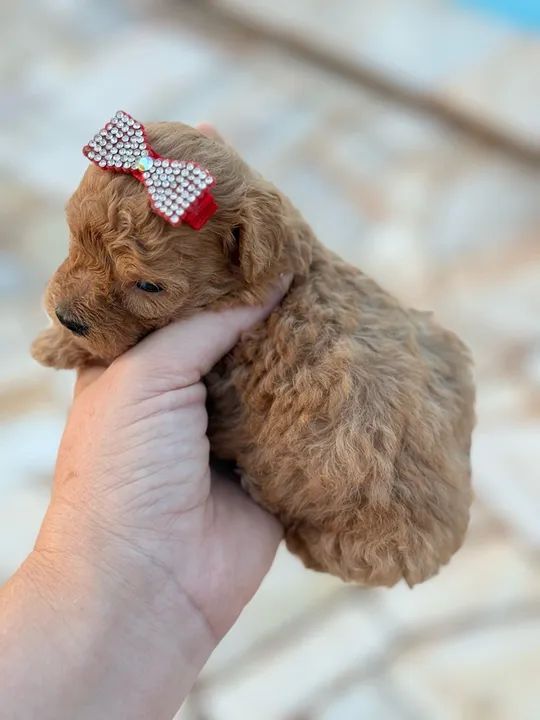 Poodle Micro Toy Red fêmea  - Foto 3