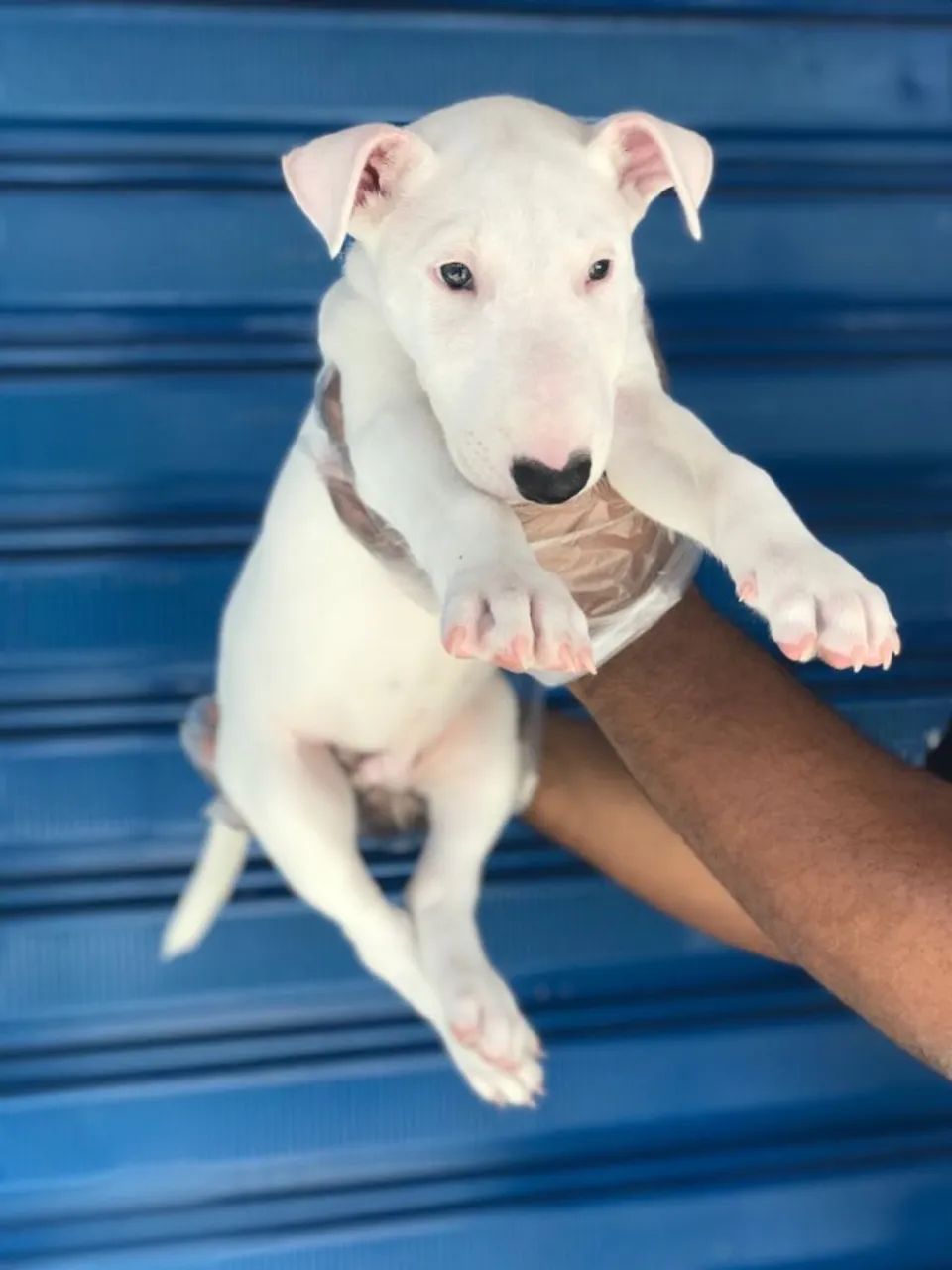 Bull terrier na cor branca machinho com 56 dias vacinado e com pedigree garantias de saúde
