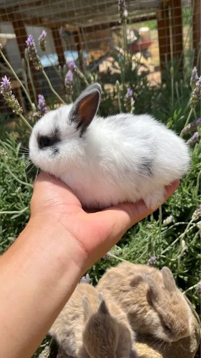 Mini coelho - Foto 5