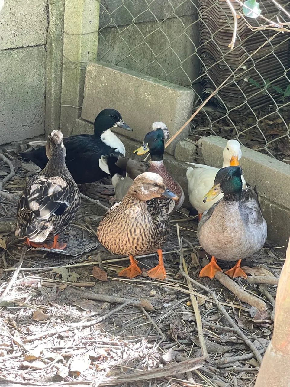 MINI MARRECOS COOL - Foto 3