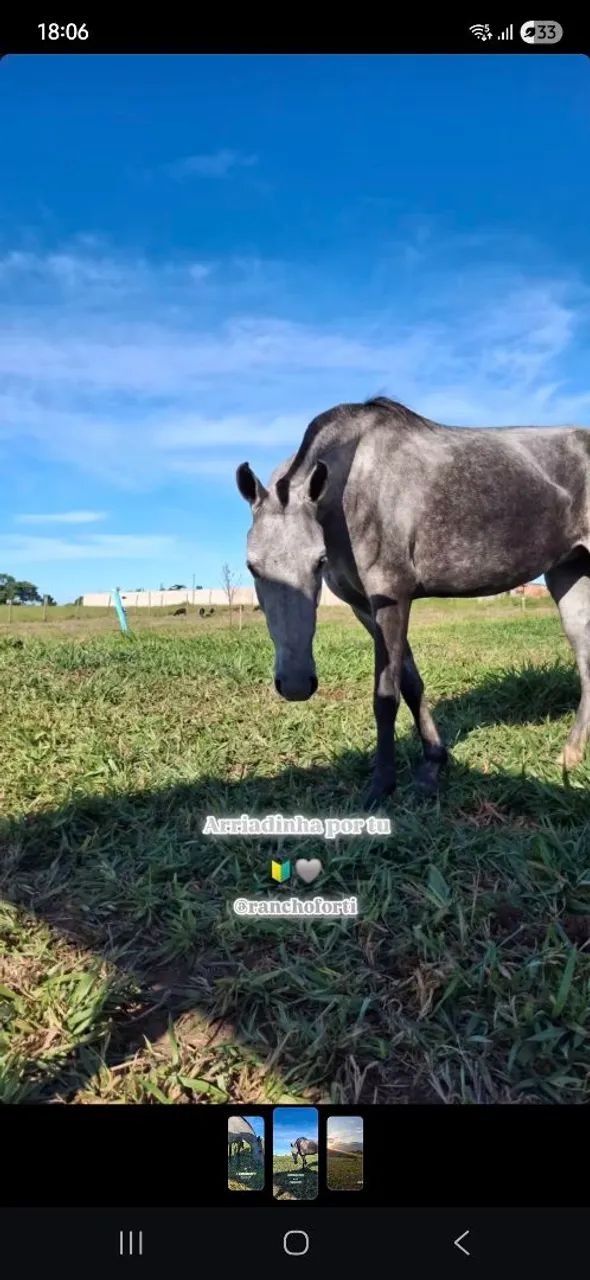 Potra macia! - Foto 2