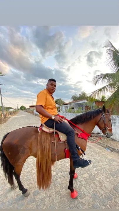 Cavalo para venda tem conversa 