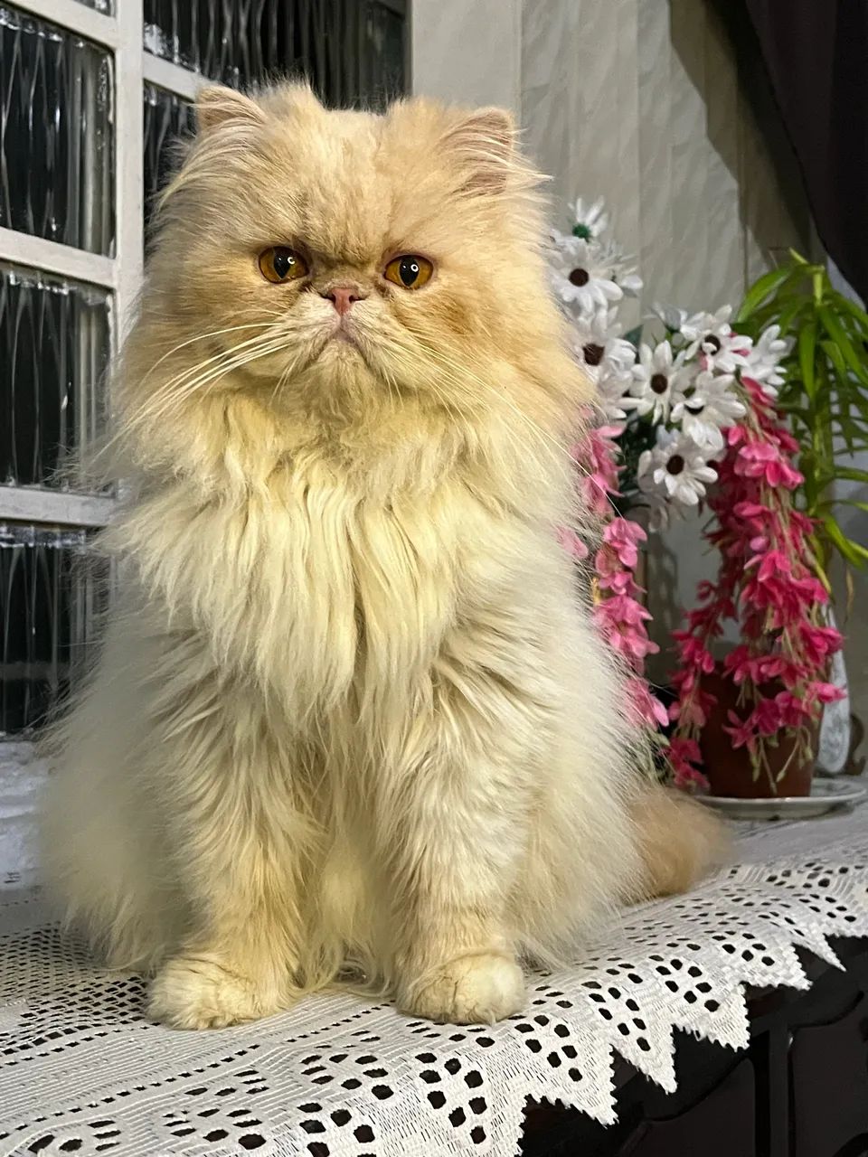 Filhotes de gato persa com predigree 