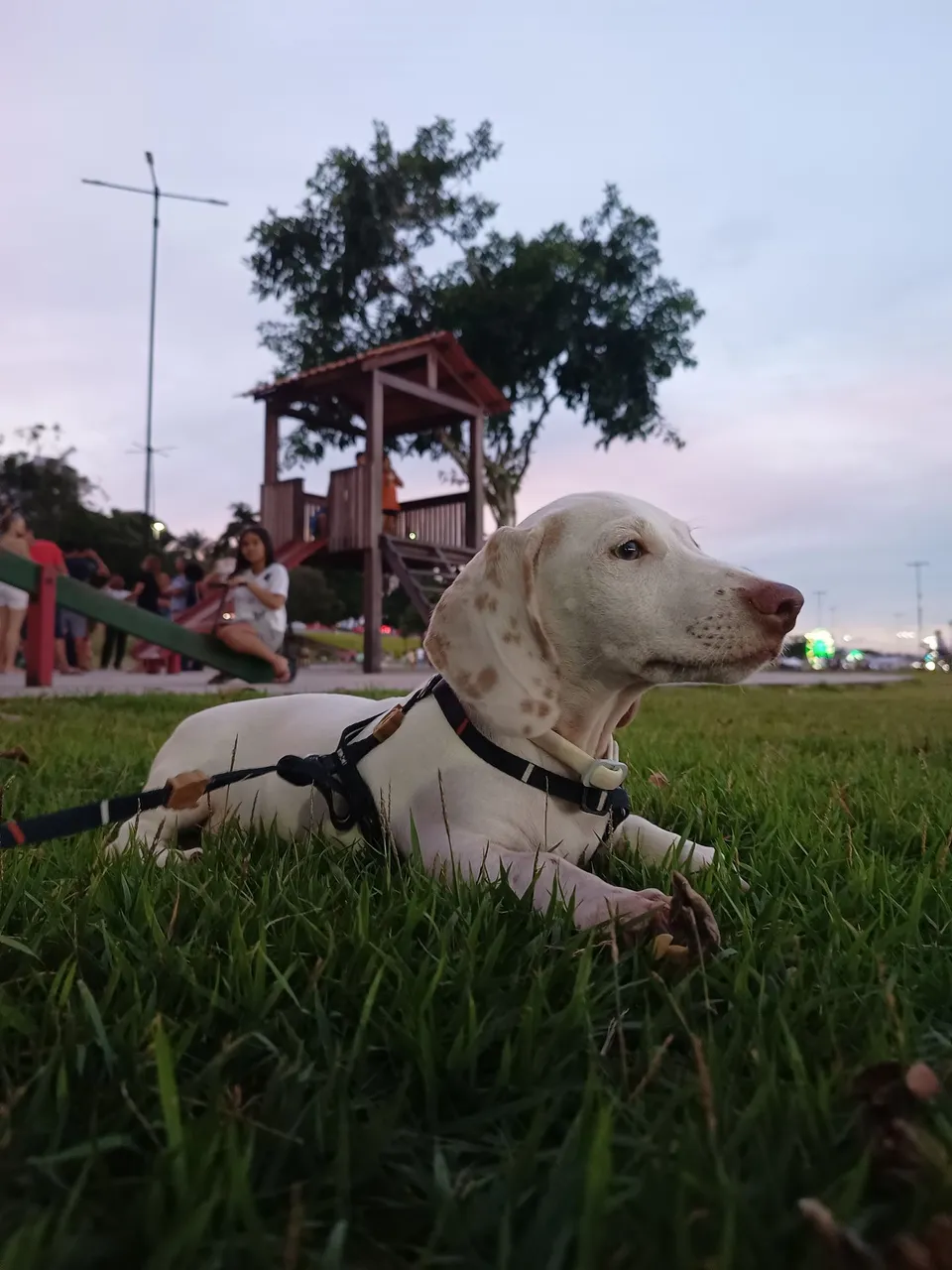 Dachshund PIEBALD em Busca de um Lar Amoroso e seguro.