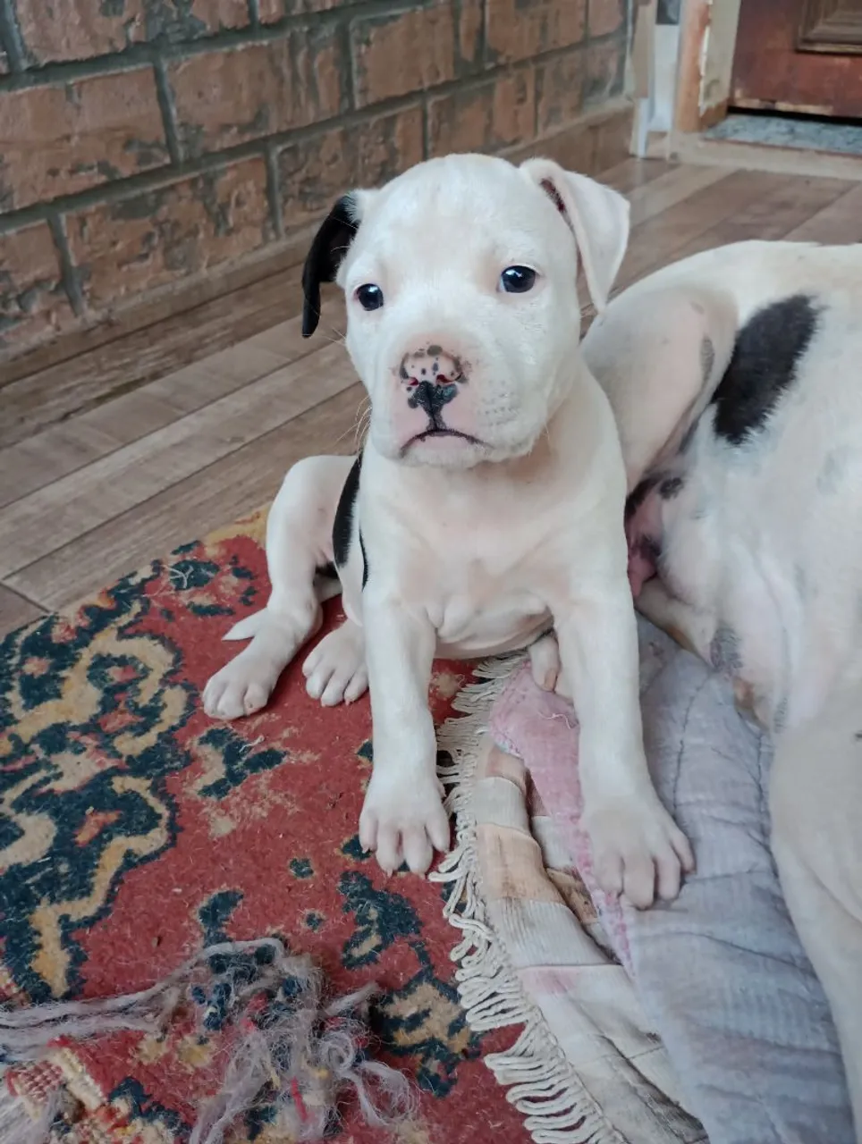 Filhote de pitbul americano