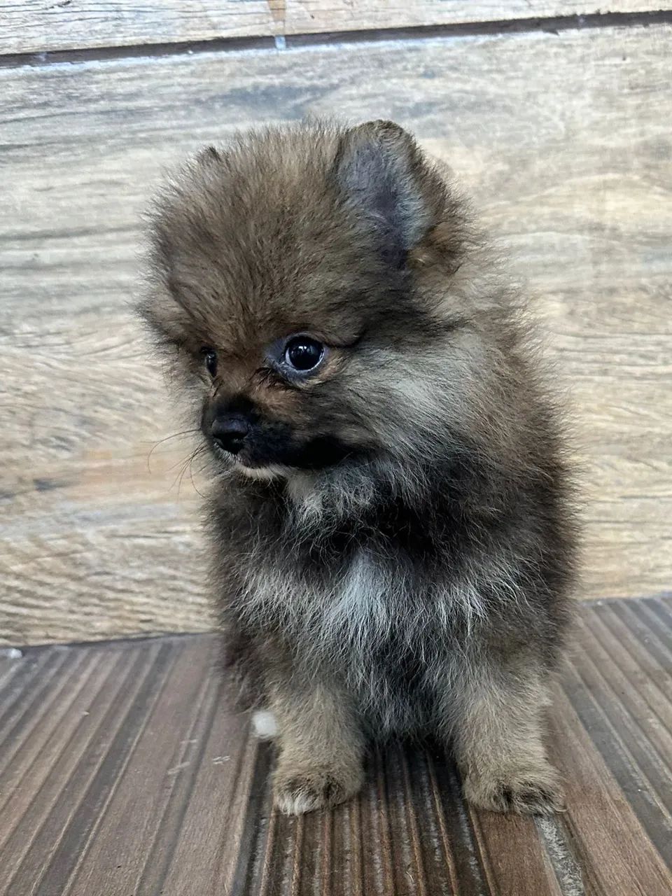 Lulu da Pomerânia - CBKC  - Foto 5