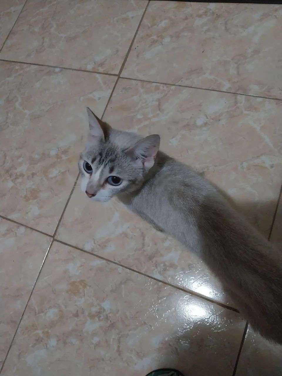 Gata linda disponível para adoção - Foto 3