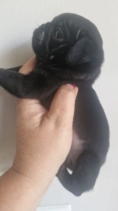 Filhote Pug Preto fêmea  - Foto 2