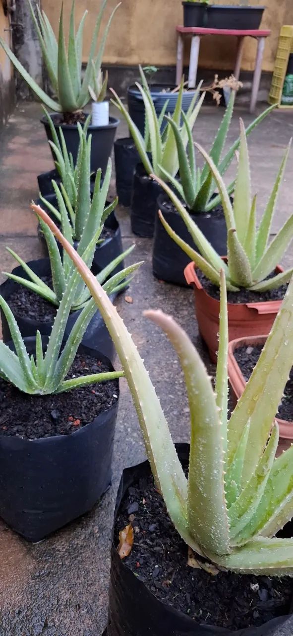 Mudas de babosa (aloe vera)