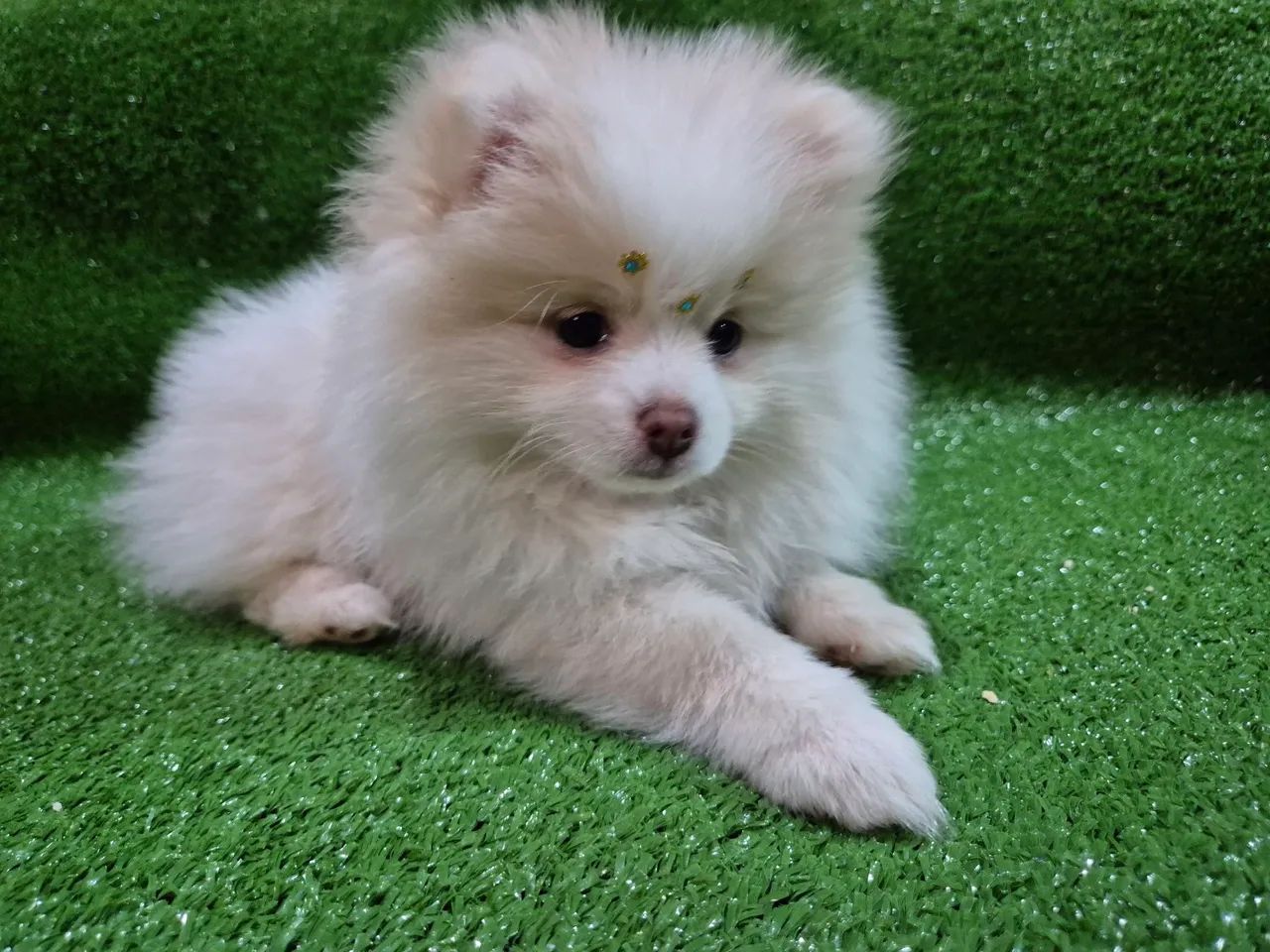 Filhotes de Spitiz Alemão  - Foto 3