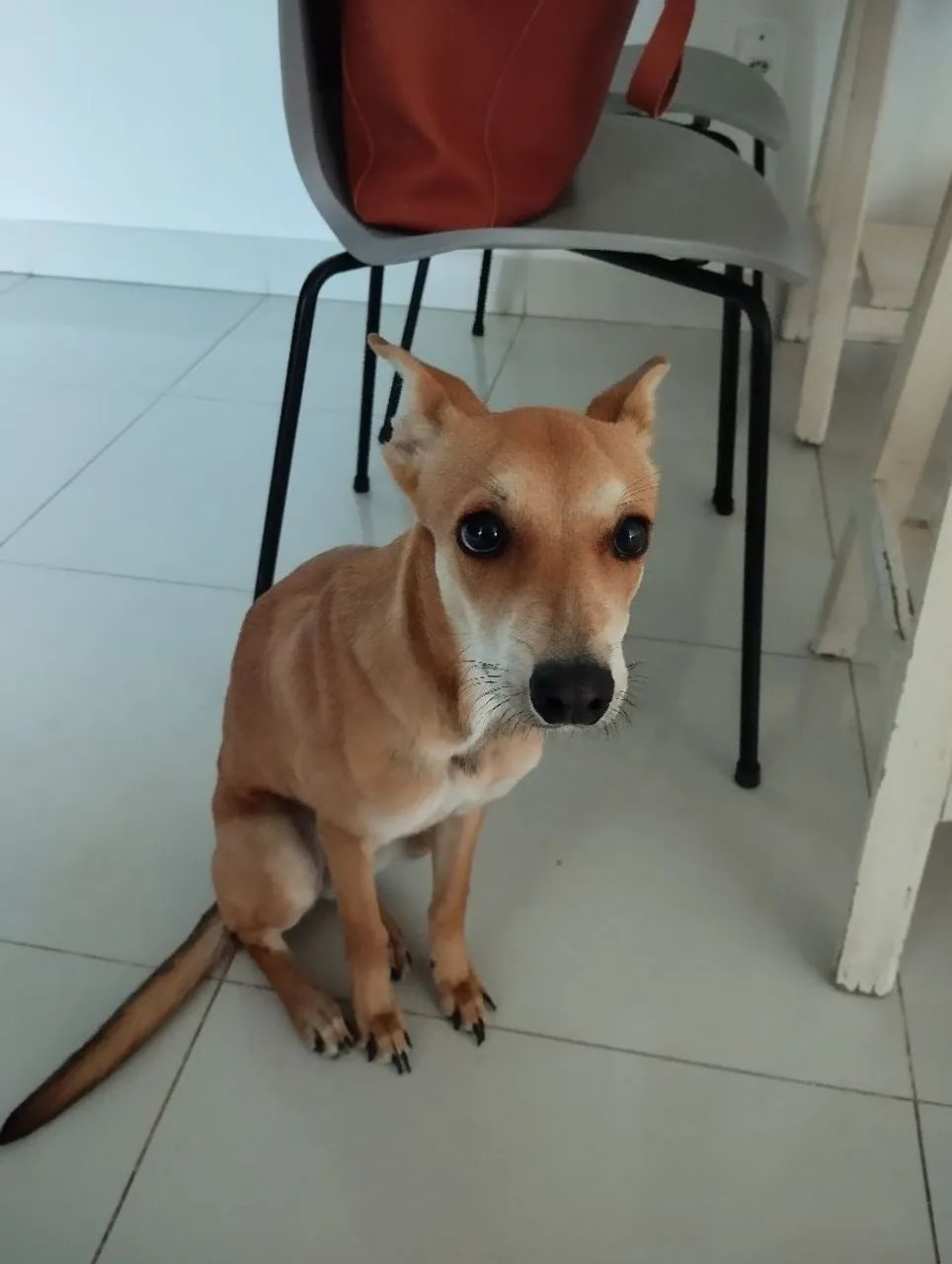Cachorra fêmea ADOÇÃO RESPONSÁVEL  - Foto 2
