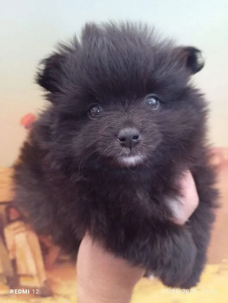 B.B.Macho de Spitz Alemão
