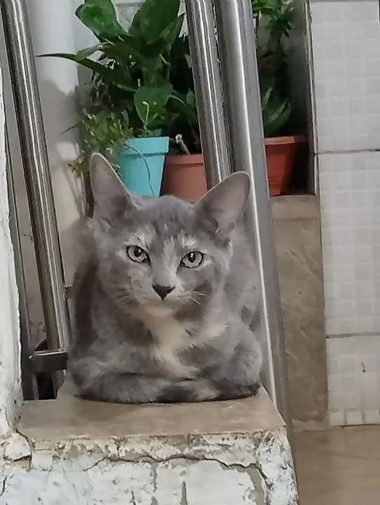 Gatinha cinza e branco disponível para adoção - Foto 3