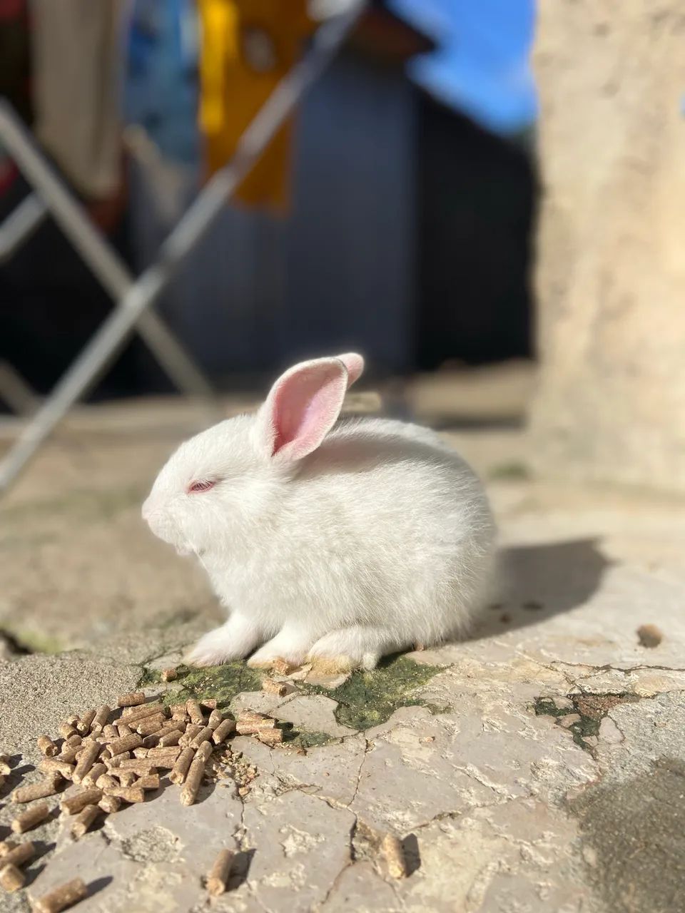 Coelhinhos Nova Zelândia - 1 mês de idade!  - Foto 5