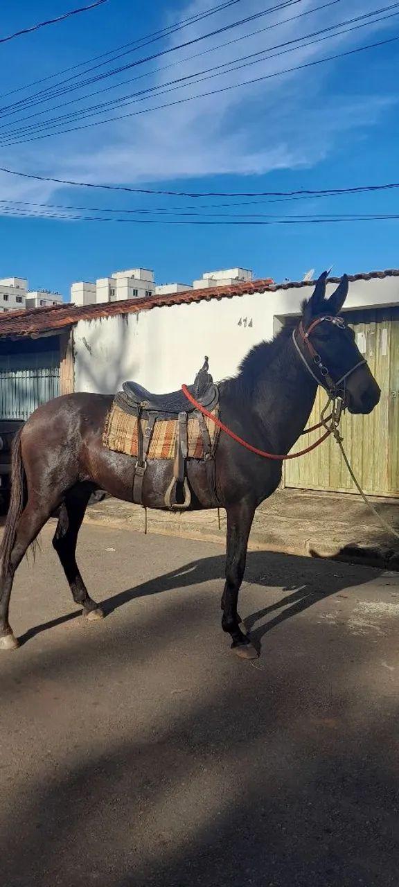 Burro a venda ou faço negócio em egua  - Foto 2