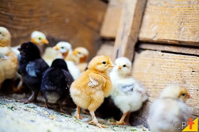 Filhotes de Frango - Lindos e Saudáveis