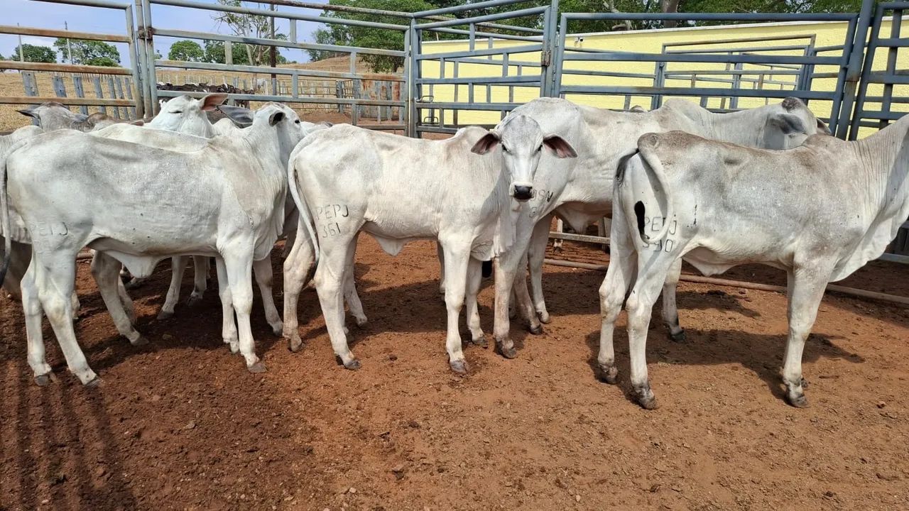 Bezerras PO  - Foto 2