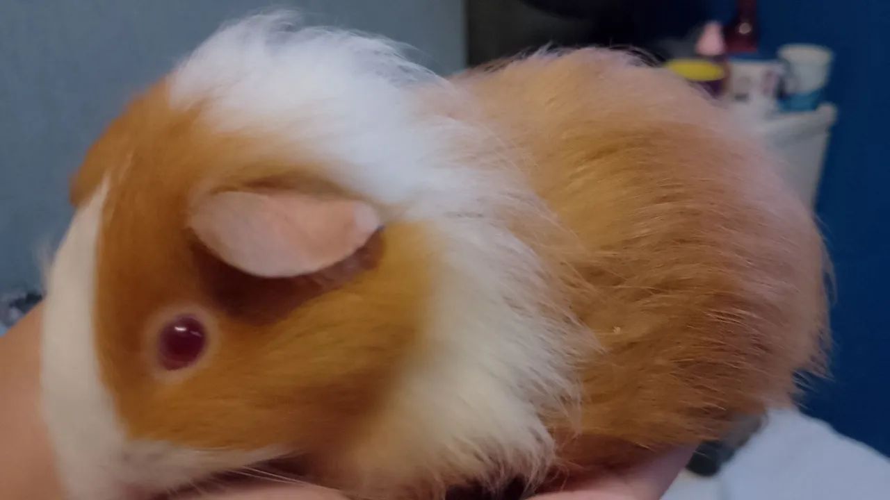 Porquinho da india fêmea  - Foto 5