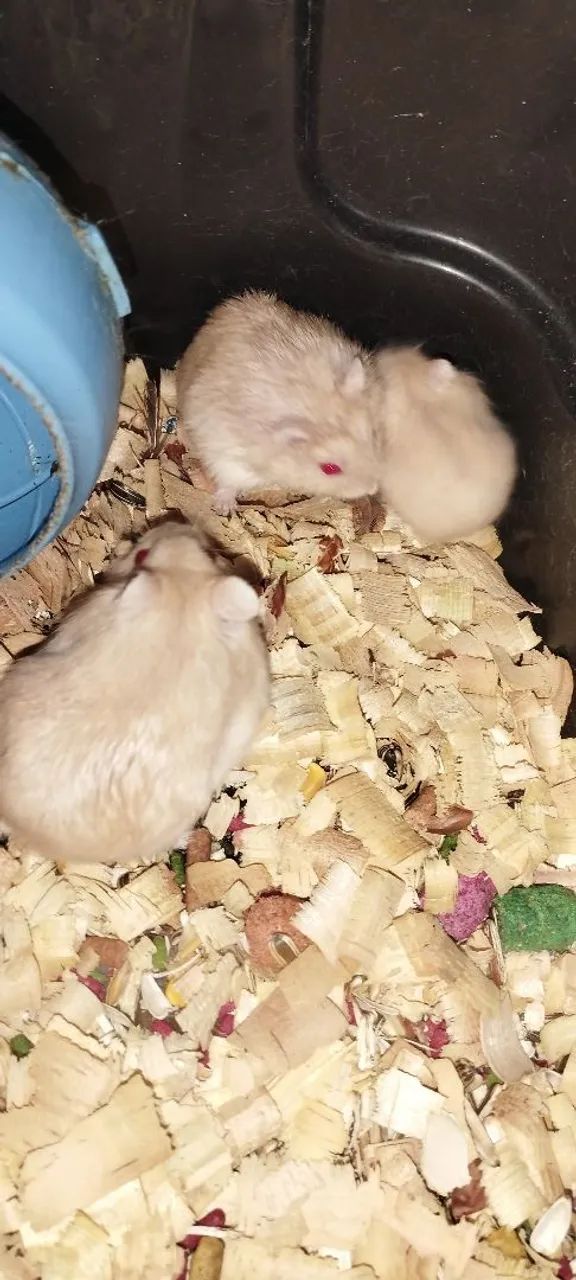 Hamster Anão Russo 64276688955394124