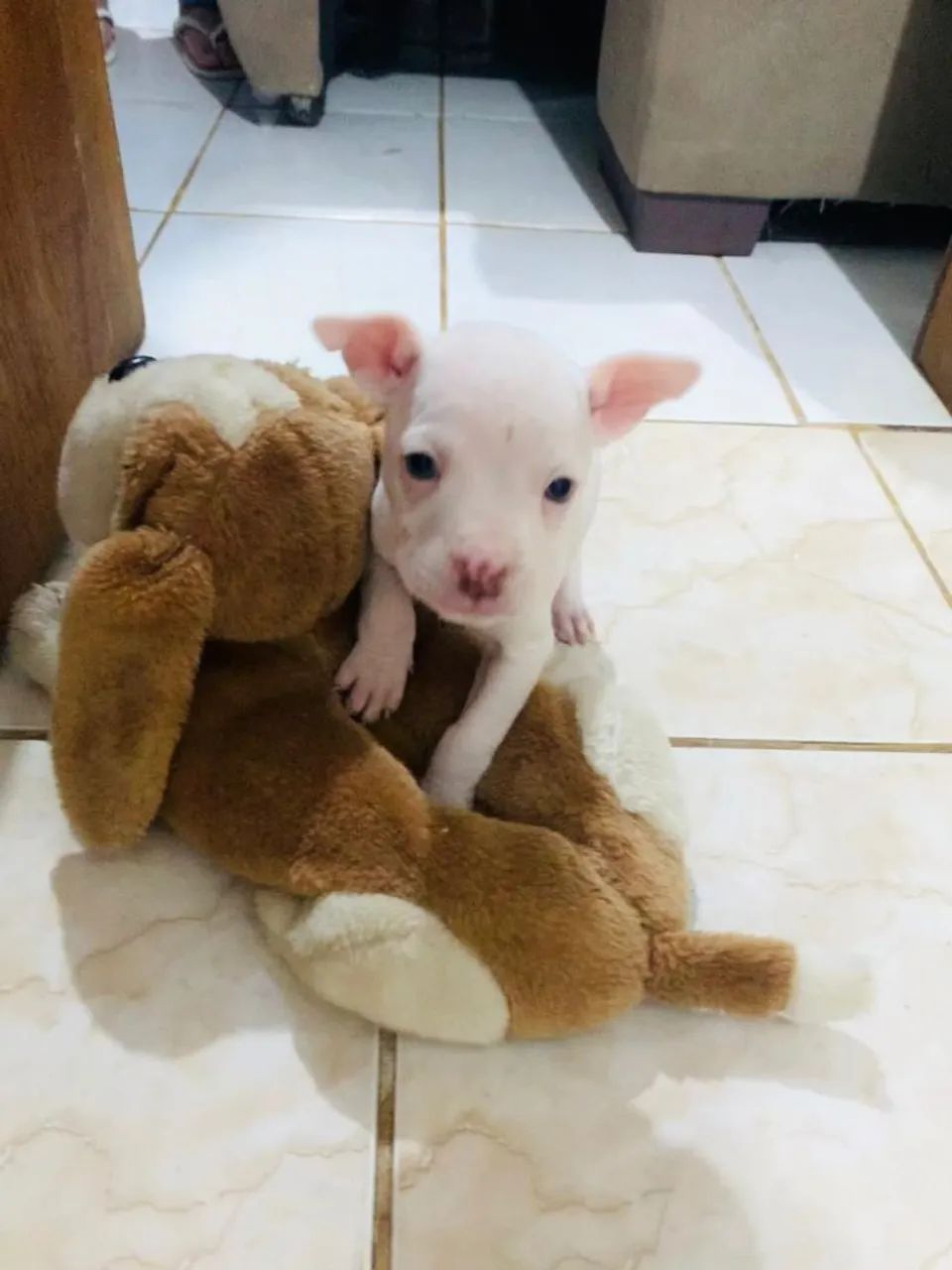 Filhote Pitbull - Foto 3