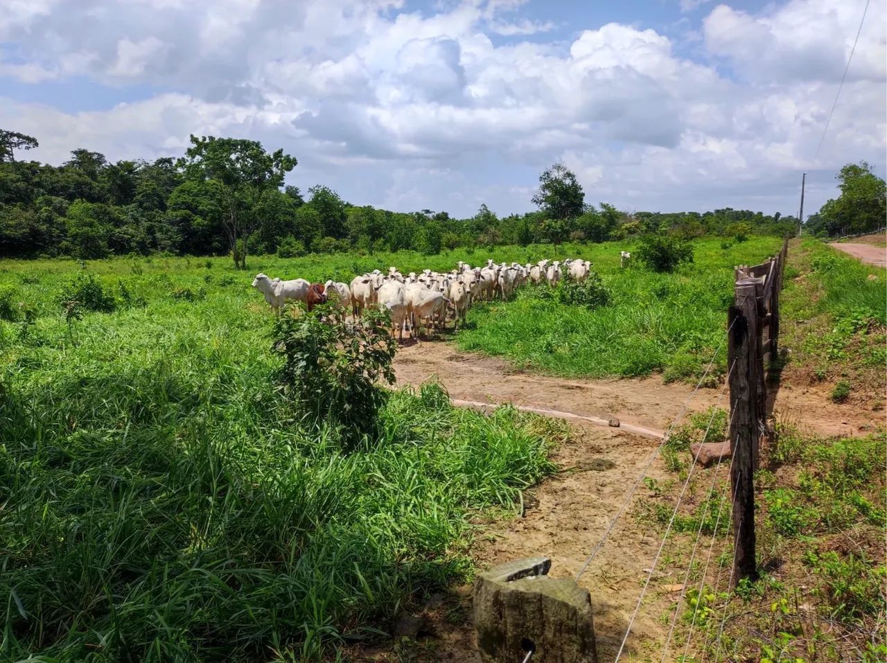 FAZENDA EM SANTA MARIA/PA - Foto 5
