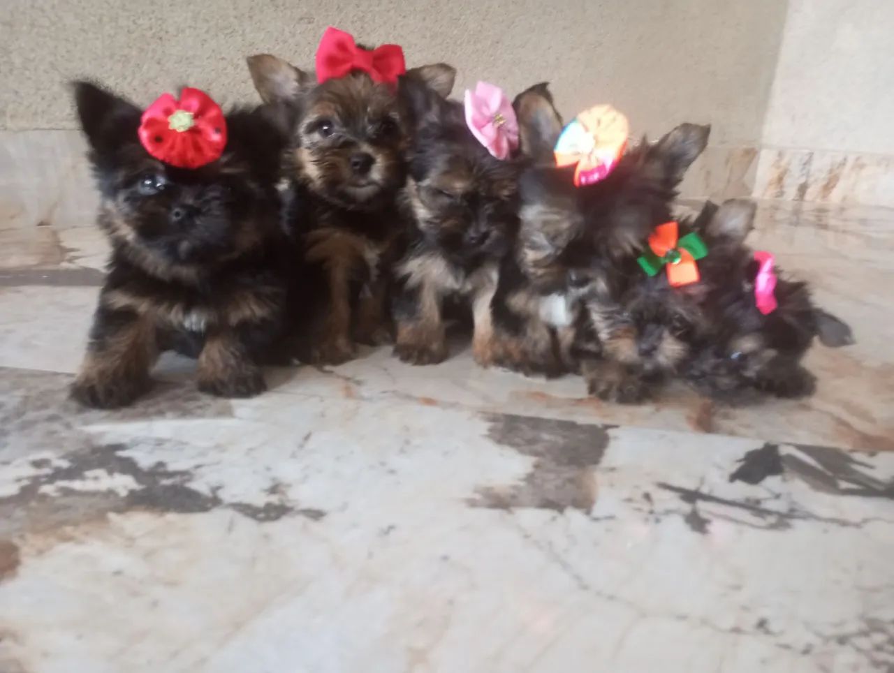 YORKSHIRE MICRO DE BOLSA PEDIGREE CBKC 
