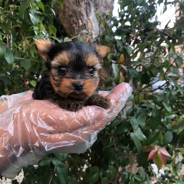 Yorkshire Terrier Chamar whats * - Foto 2