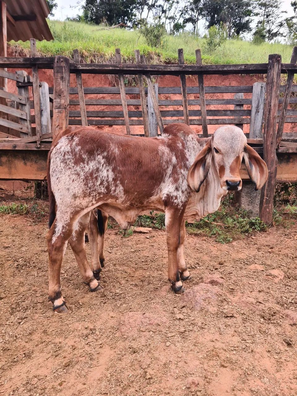 Gir e girolando  - Foto 2