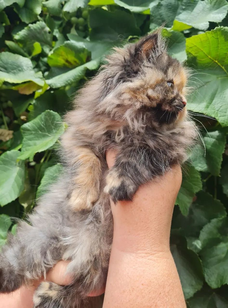 Persa Fêmea  - Foto 5