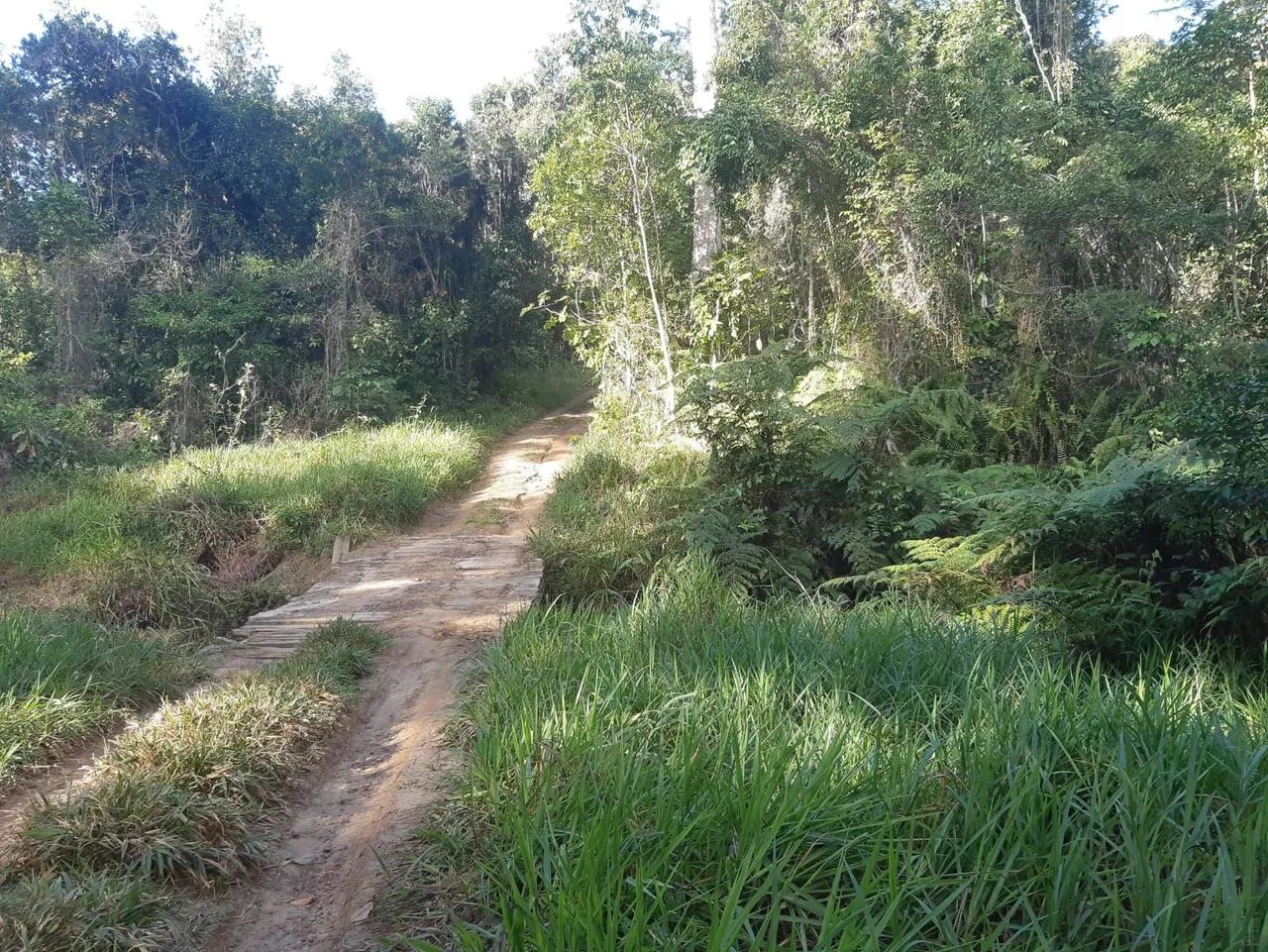Vendo uma fazenda em Una ( oportunidade) - Foto 4