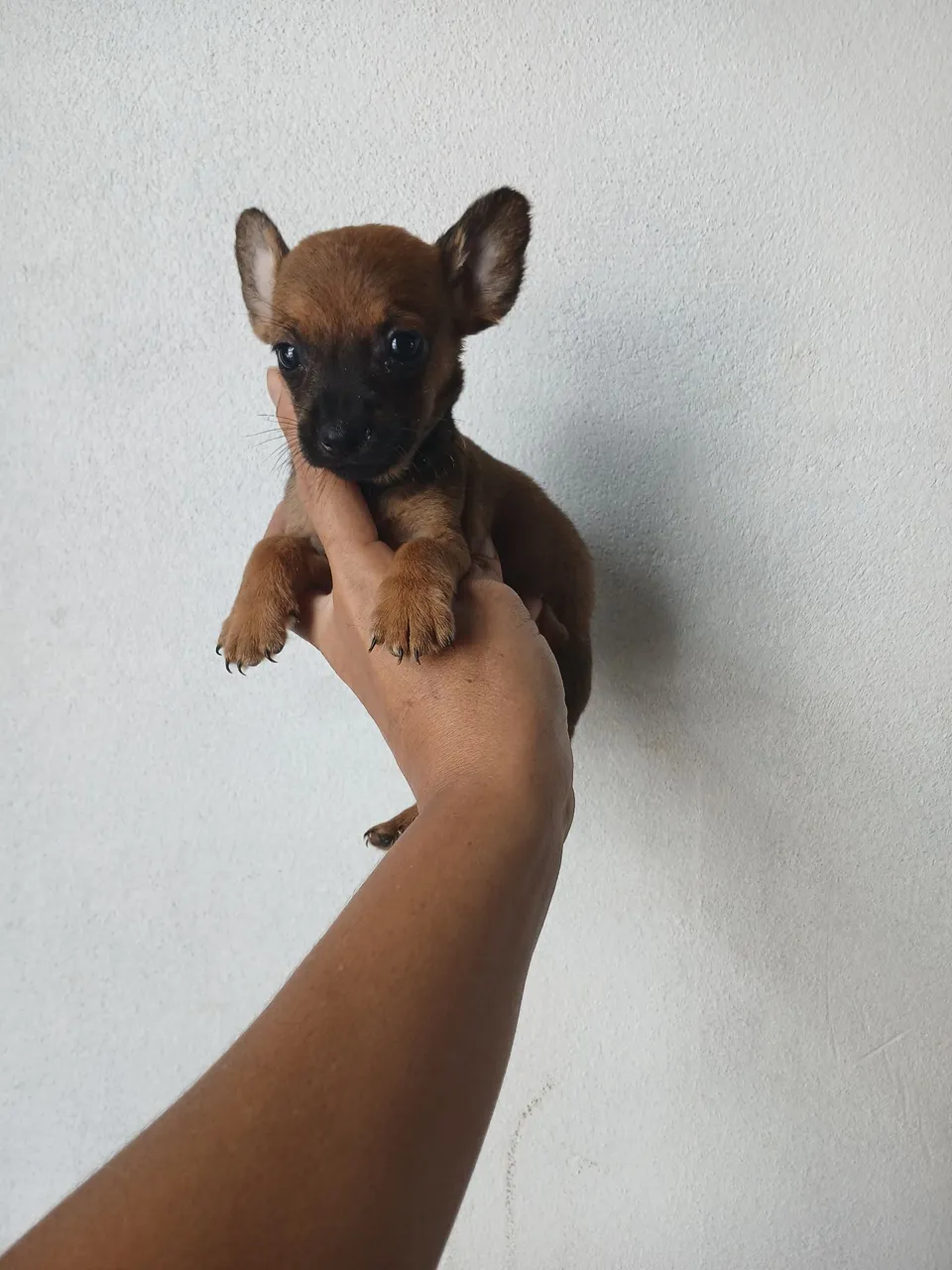 Pinscher C/ Cofap Teckel filhoteMachinho N°1 Bem pequeno