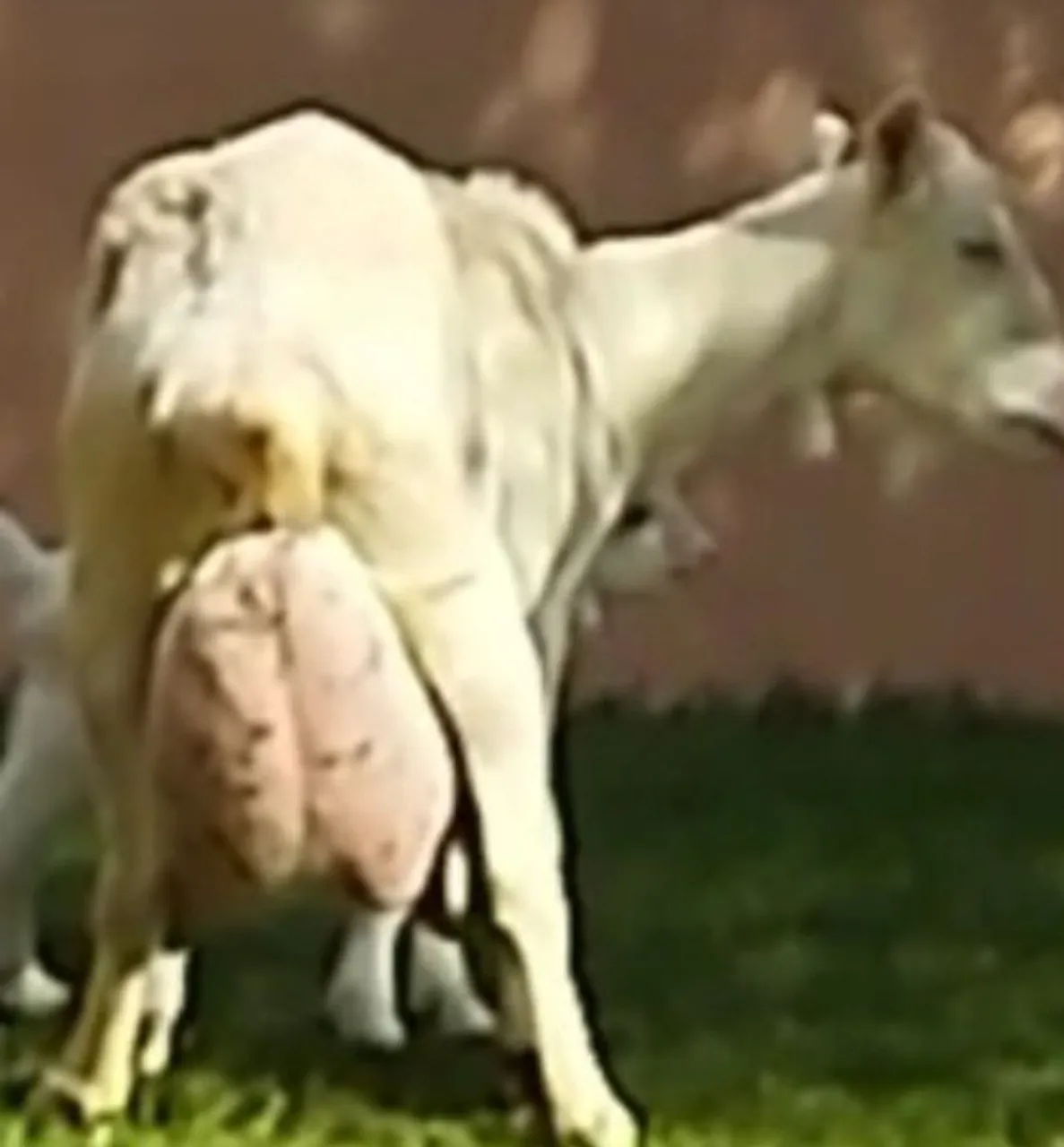 Vendo cabrito genética leiteira