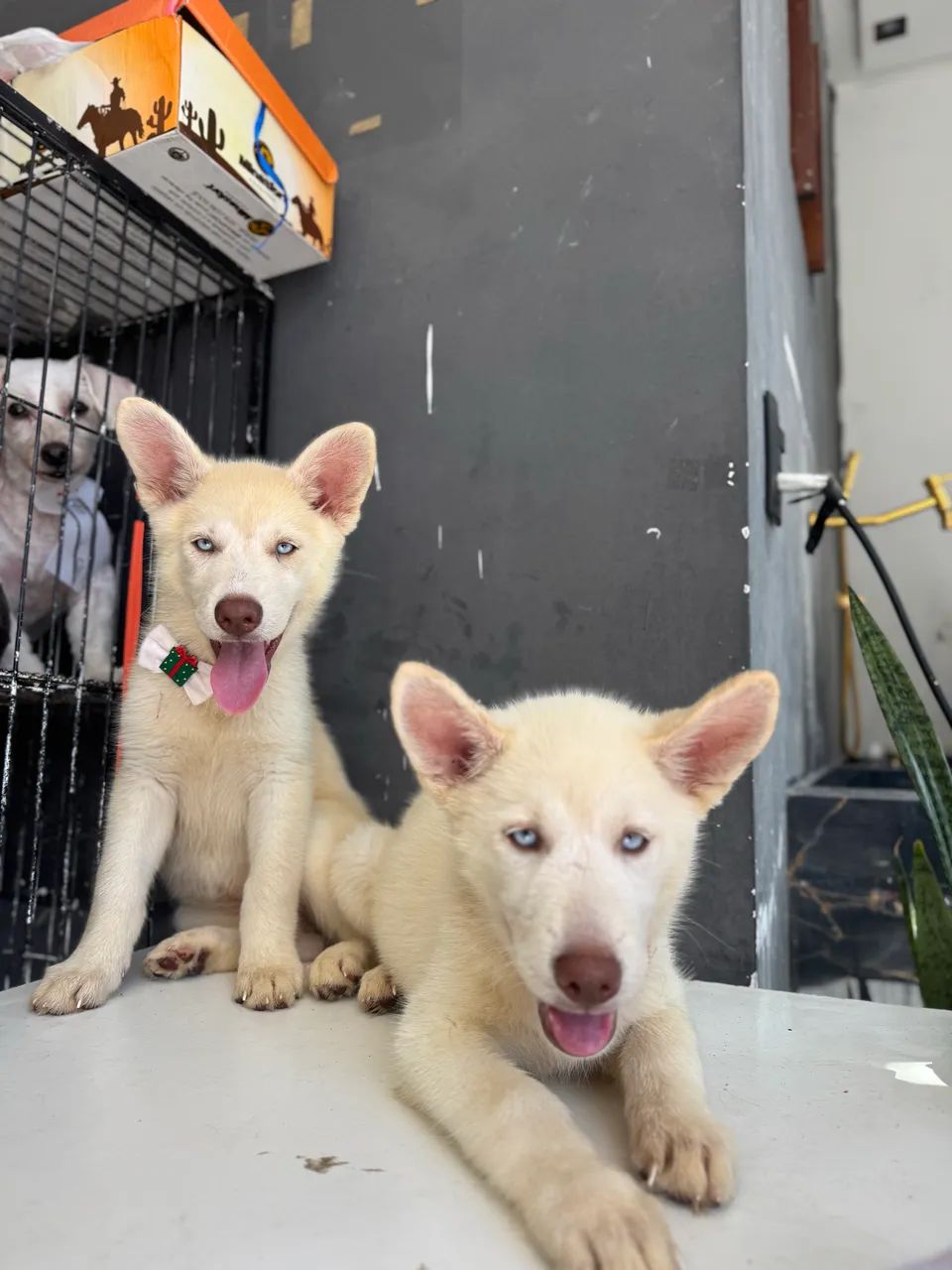 Huskysiberiano 800$ - Foto 5