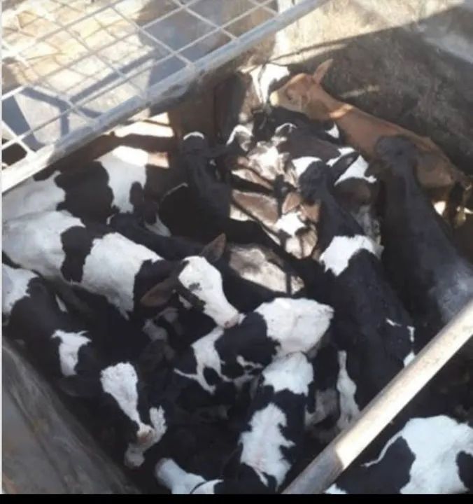 Bezerros para venda 12 por R$ 3600