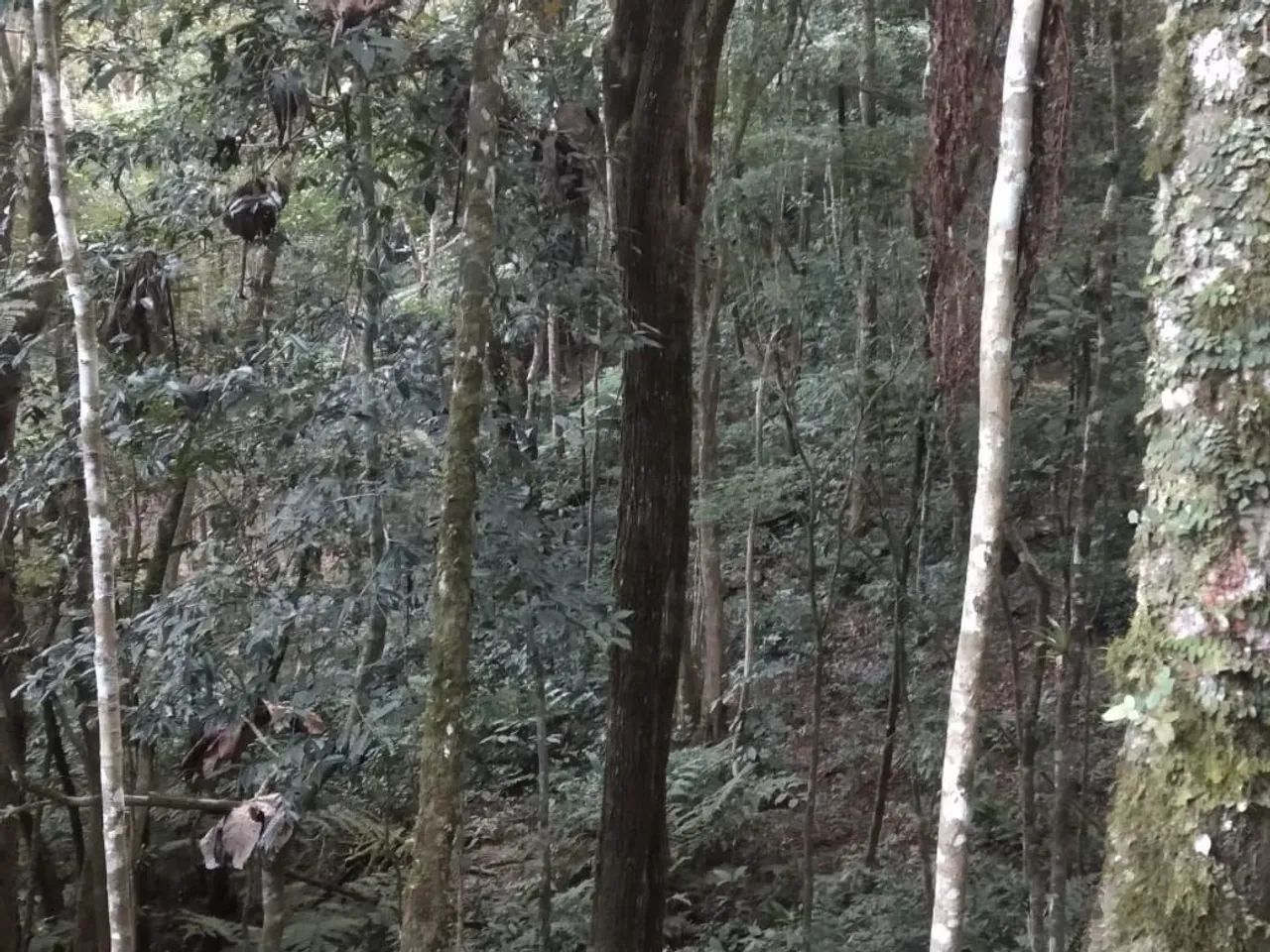 Terreno com área verde em local tranquilo - Foto 5