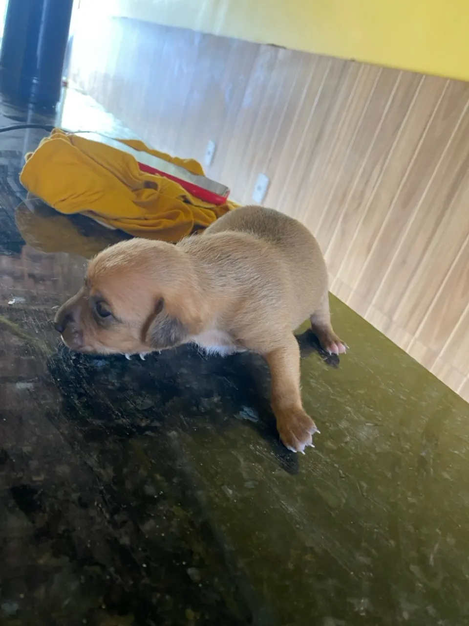 pra vende pinscher um mês de vida macho